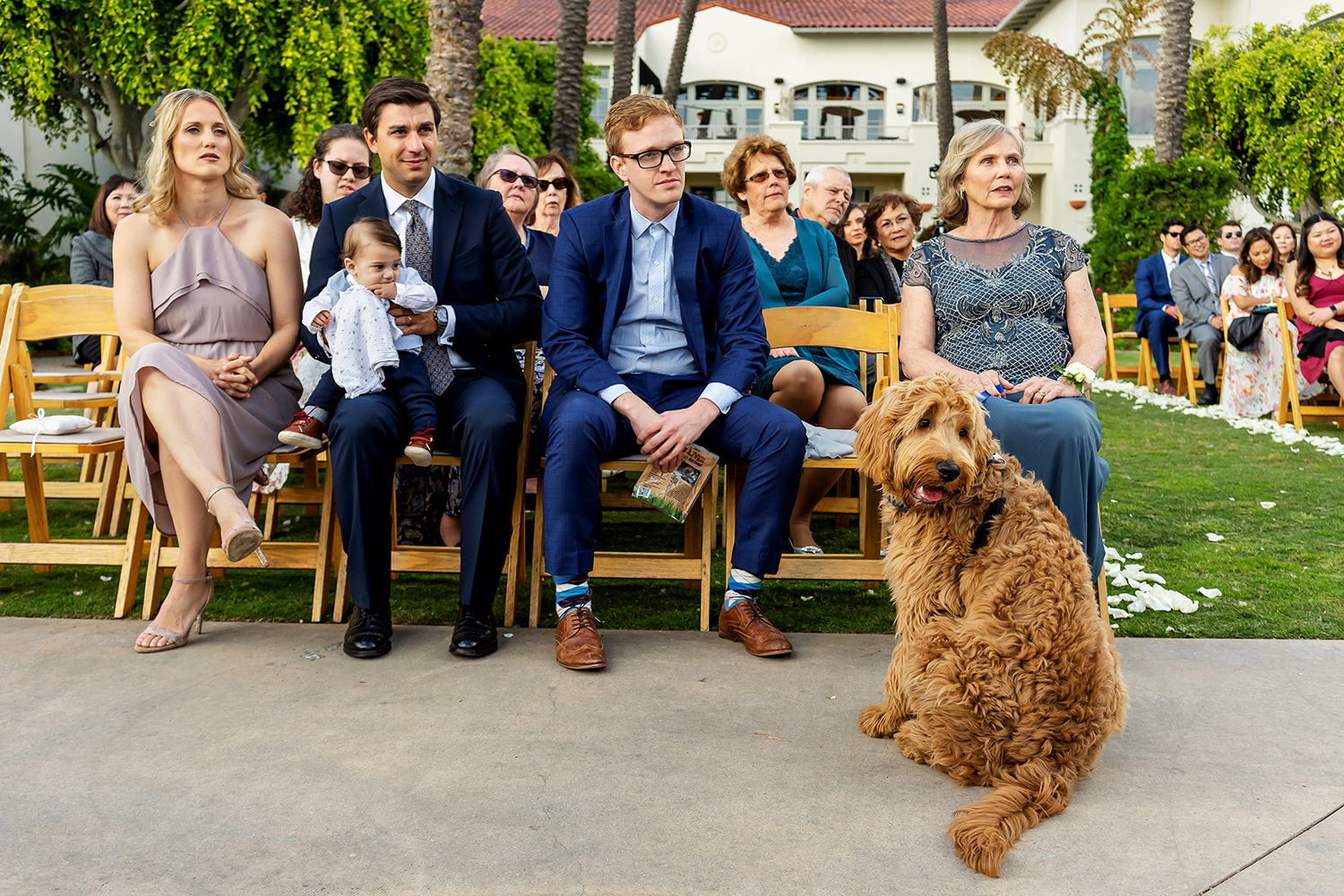 The bride and groom's dog watching the wedding ceremony.
